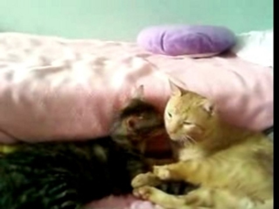 ROUKI ET NENETTE
