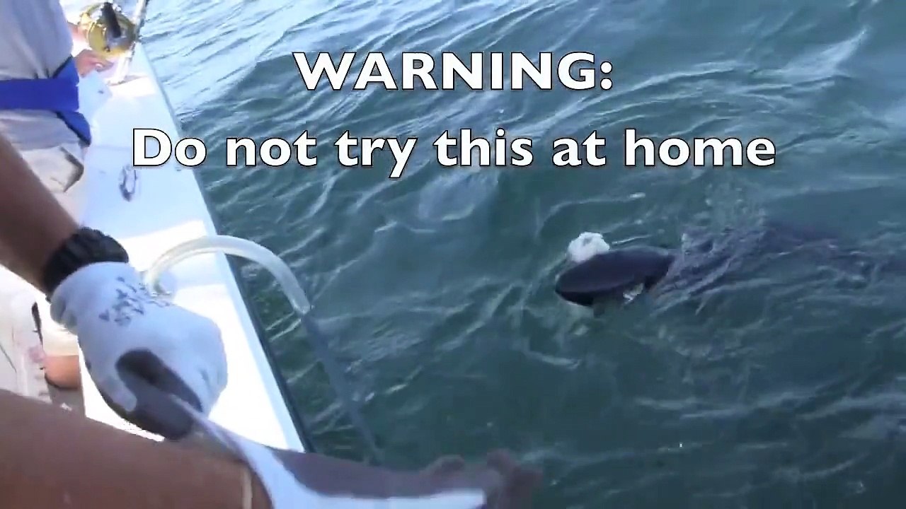 Reel Deal Shark Fishing Charter Cape Cod