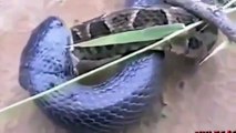 King Cobra Vs Python Snake - deadliest snakes To Death - must watch