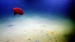 Shy Dumbo Octopus Hides Inside Its Own Tentacles | Nautilus Live