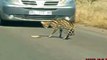 African Wild Cat vs Puff Adder Deadliest Fight on the Road ᴴᴰ