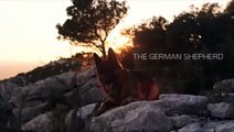 Royal Canin German Shepherd 30 low