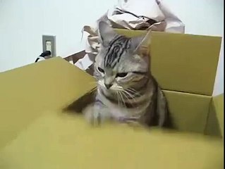 cat s diary star tipped off cat playing