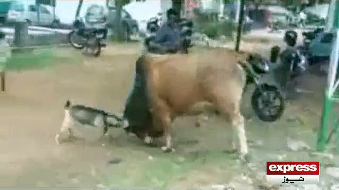 Goat Win Cow Lose