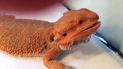 Two Huge German Giant Bearded Dragons!