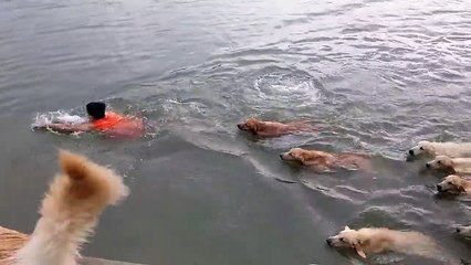 Nager avec un groupe de golden retrievers