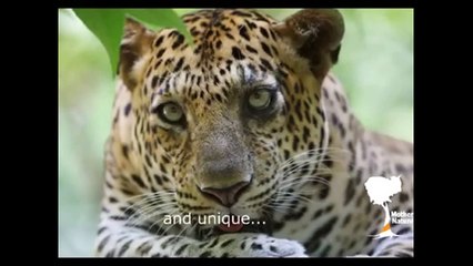 Mother Nature Cambodia Areng Valley, Koh Kong ខែ្មរ សុវណ្ណភូមិ This is what the Cambodian government