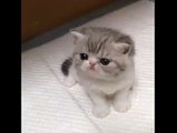 Cute Kitten Melts Your Heart!