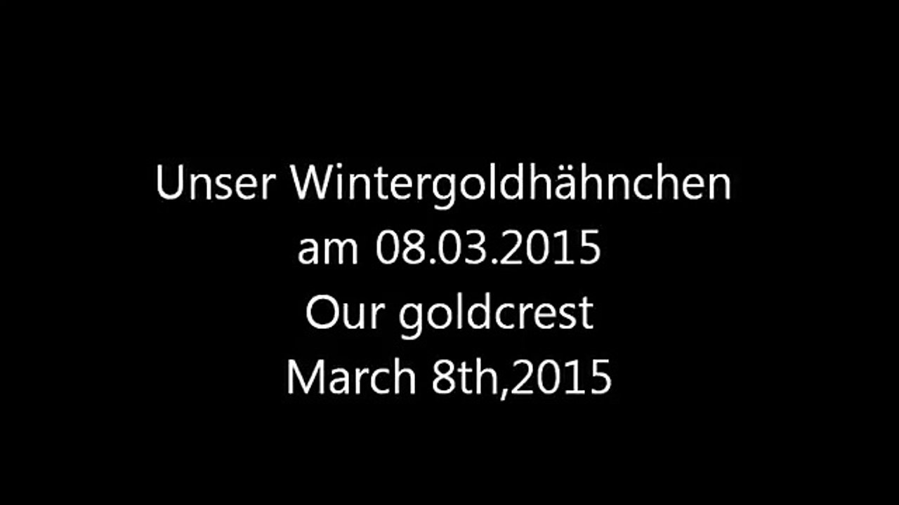 Wintergoldhähnchen am Vivara Energieblock
