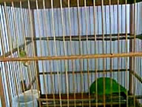 kicau Burung Cucak ijo (private)
