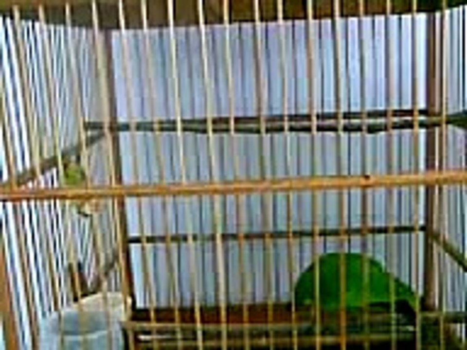 kicau Burung Cucak ijo  (private)