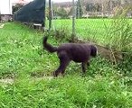 UN VECCHIO CANE PARLA DEL SUO PADRONE