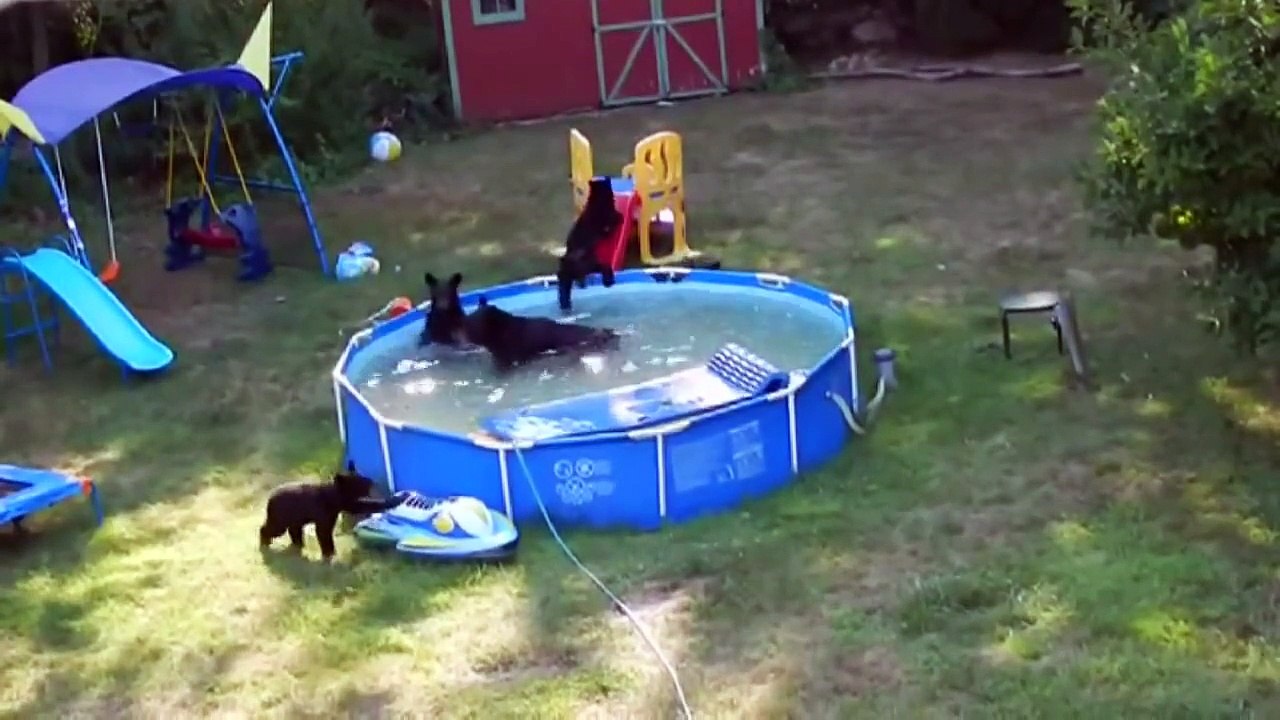 Une famille d'ours s'éclate dans leur piscine