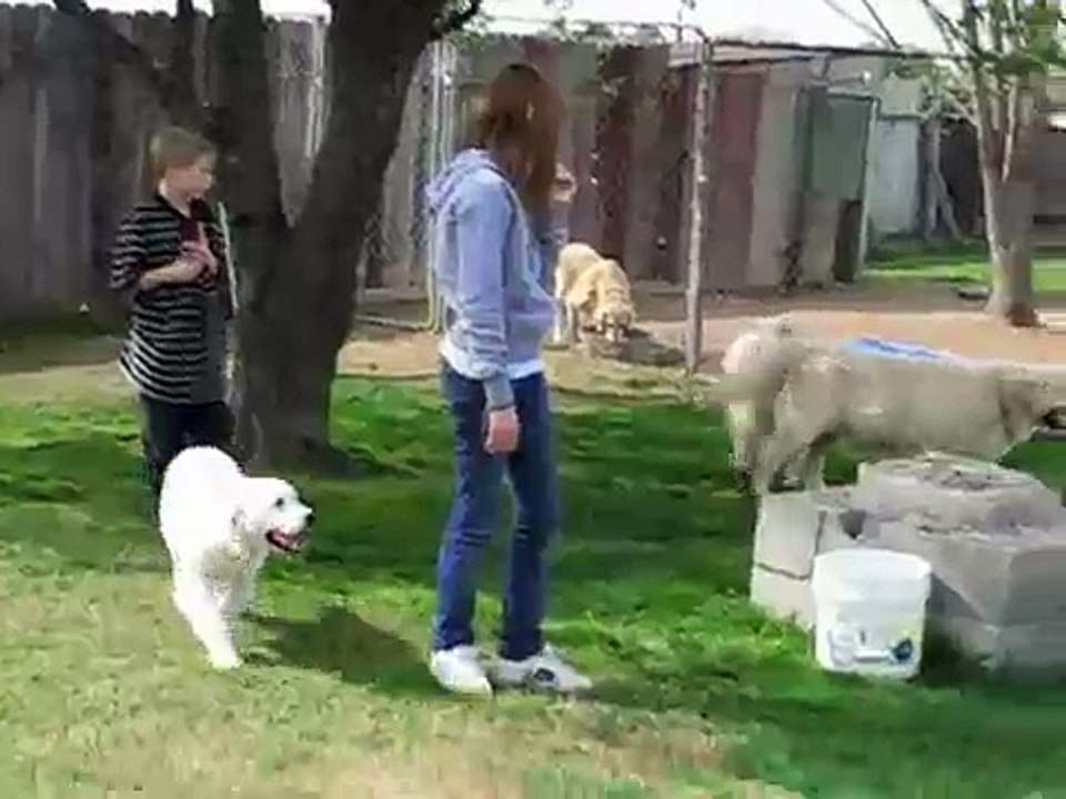 Talini Golden Retrievers visits O'Cribbs Golden Retrievers