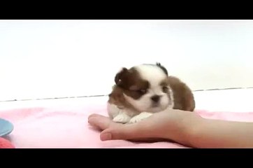 ѧ분당λOIO↔2I56↔4I95ω 수원출장안마|분당출장안마| 쎼끈바디 수원출장마사지