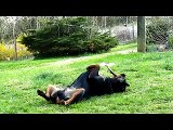 My Rottweiler Fighting Huge Walking Stick