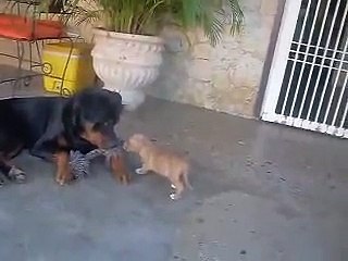 rottweiler suspicious of new pitbull puppy