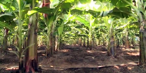 Tissue Culture (Banana) - Jain Irrigation Systems