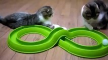 Videos de gatos graciosos 20 minutos