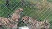 Cheetahs Meowing like Kitty Cats at Orana Wildlife Park in Christchurch, New Zealand