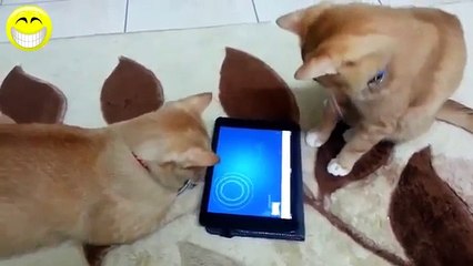 videos graciosos 2014 - videos de risa de gatos chistosos jugando con el Ipad
