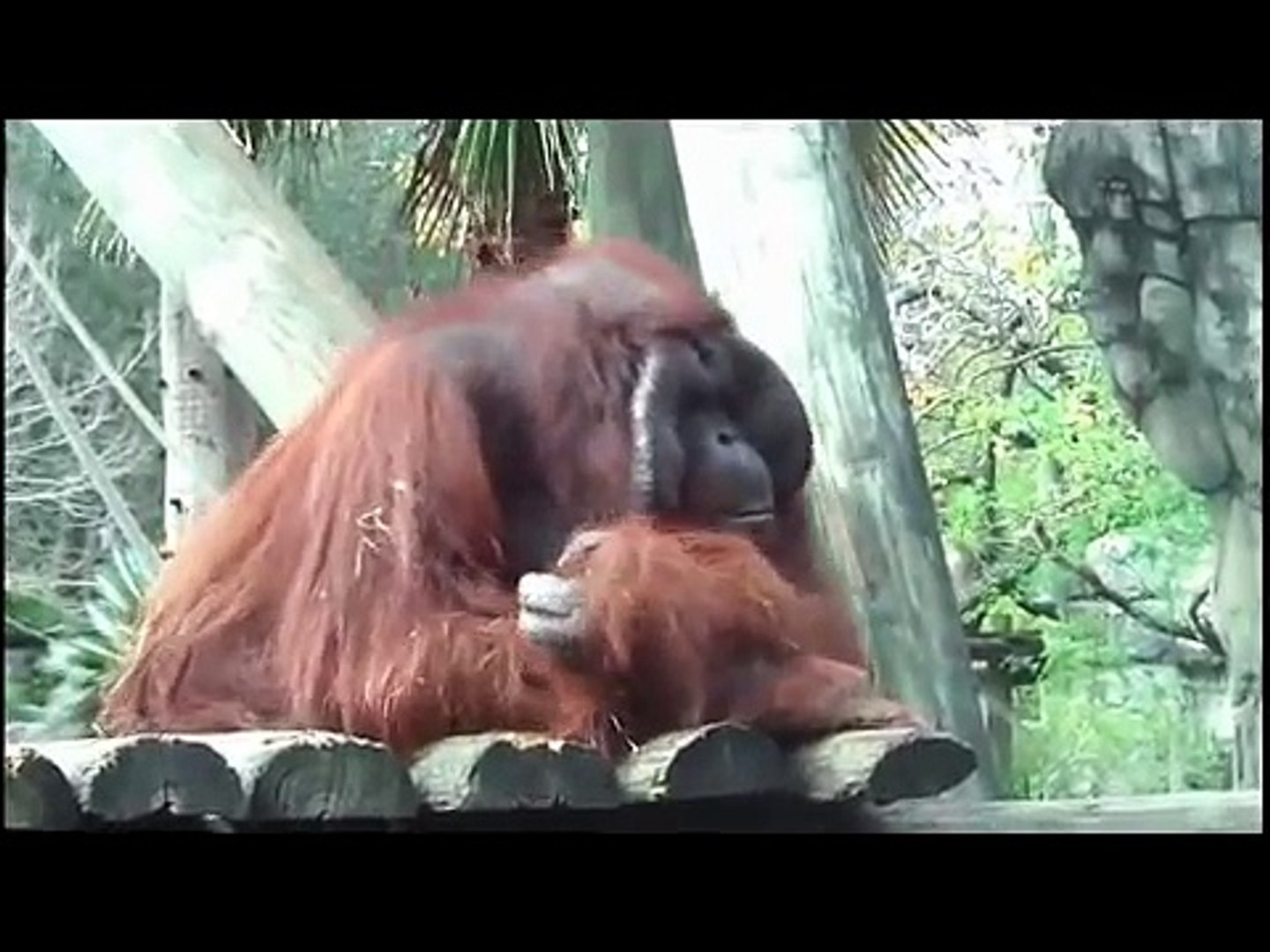 Oldest Living Orangutan interacts with humans.