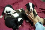 Border Collie/Staffordshire Bull Terrier Puppies