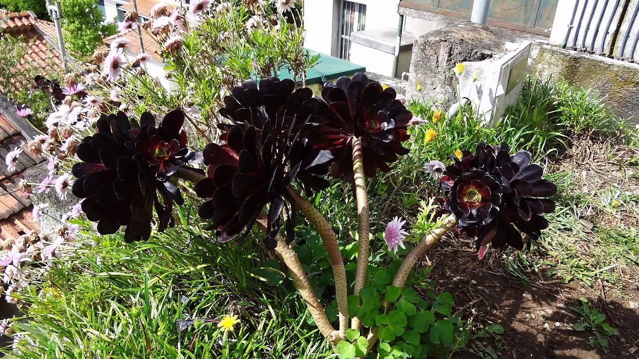 Randonnées à Madère