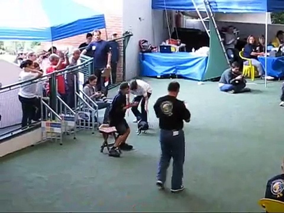 Boston Terrier Duna winner at Agility Championship