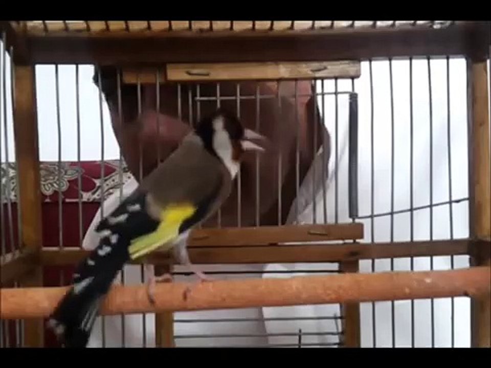حسون لغه الحووووووووت ابوعبدالله