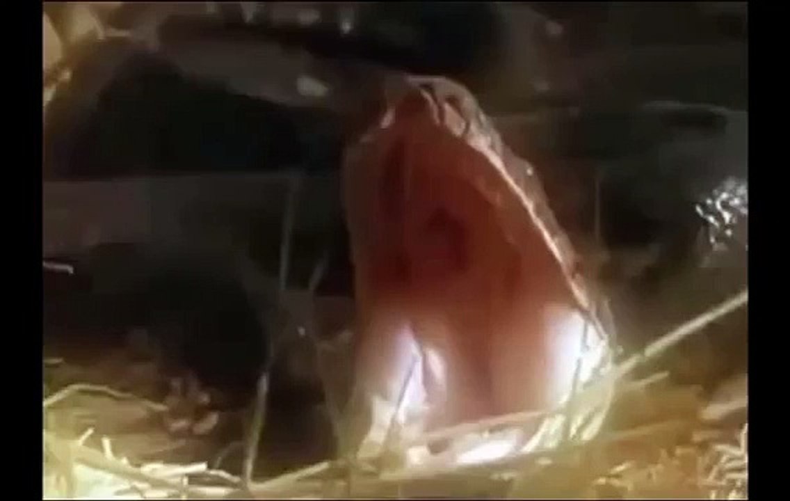 Lion vs Python - Amazing Nature Battle Animal