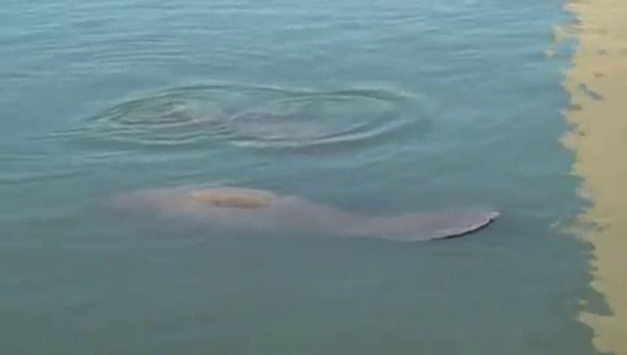 Amazing creatures - Manatees