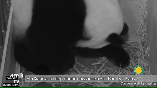 Naissance de deux bébés pandas géants au zoo de Washington
