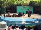 Elephant Show @ Singapore Zoological Gardens