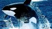 O mito das Baleias Orcas. Até onde Assassinas?