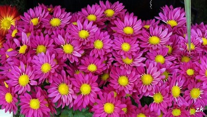 haramiler - mavi duvar