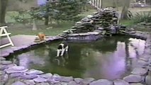 This cat tries to catch fish under the frozen pond and his slippery struggle is adorable.