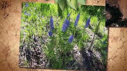 Mich's Monday Mantra "Remember That Wherever Your Heart Is, There You Will Find Your Treasure