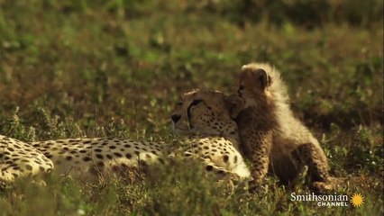 Cheetah Mother Reunited with Her Lost Cubs