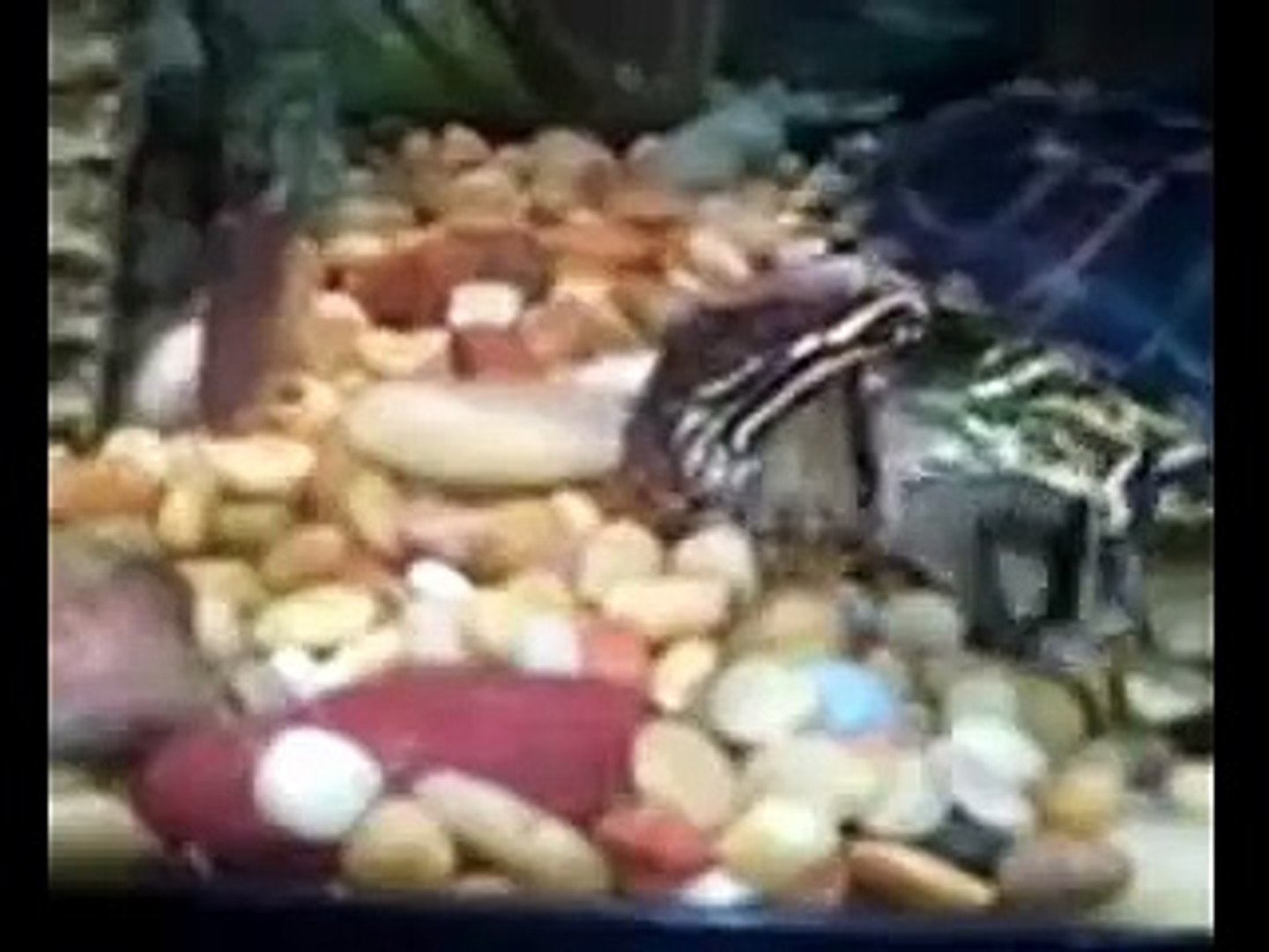 Turtles eating worms