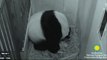 Deux bébés pandas géants sont nés au zoo de Washington