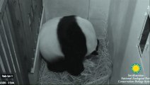 Deux bébés pandas géants sont nés au zoo de Washington