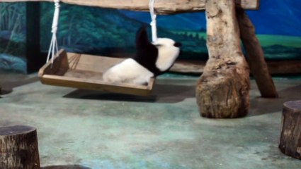 Adorable panda has a tantrum