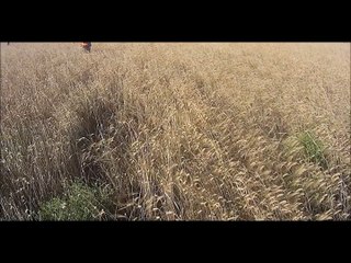 yeterki kuş olsun ayka  her yerde bulur vurdurur...