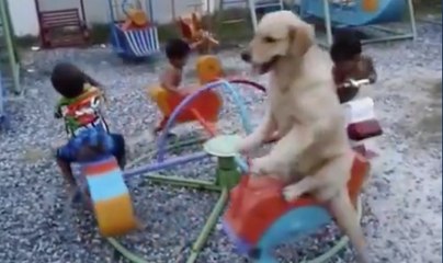 Ce chien avec une âme d'enfant s'éclate sur un tourniquet