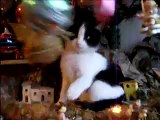 cat playing with chrismas tree - gatto nel presepio