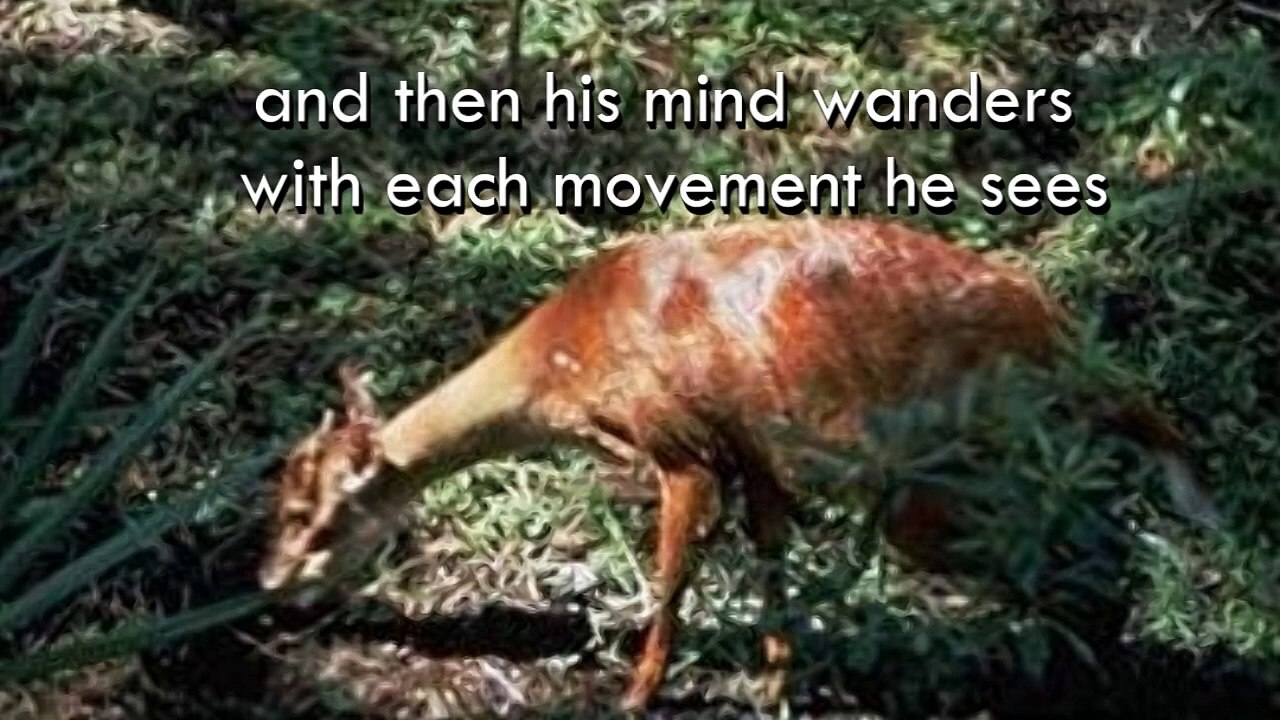 Book Video Trailer - As I Await the Hunt by Valerie Hockert