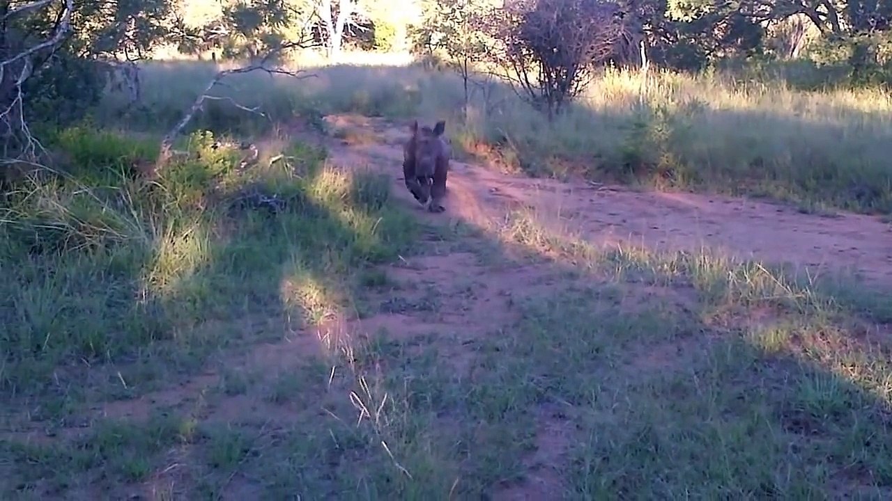 Rhino calf Ntombi running just for the fun of it