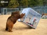 Grizzly Bear Attacks Scared Girl In A Glass Cube