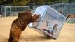 Un Ours attaque une femme enfermée dans un cube de plexiglas - Impressionnant!
